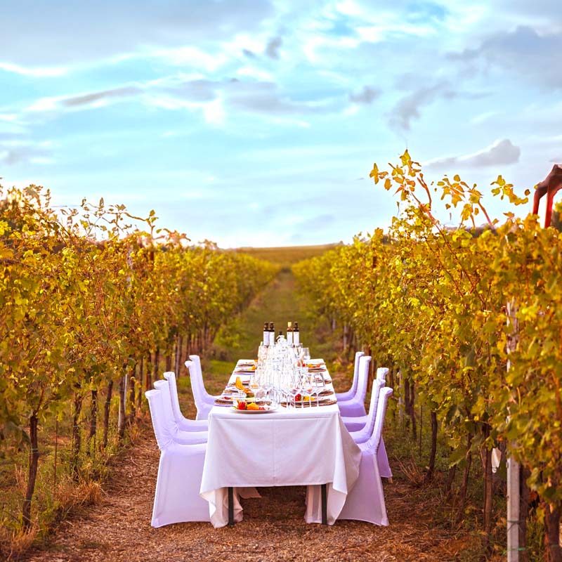 The Vineyards