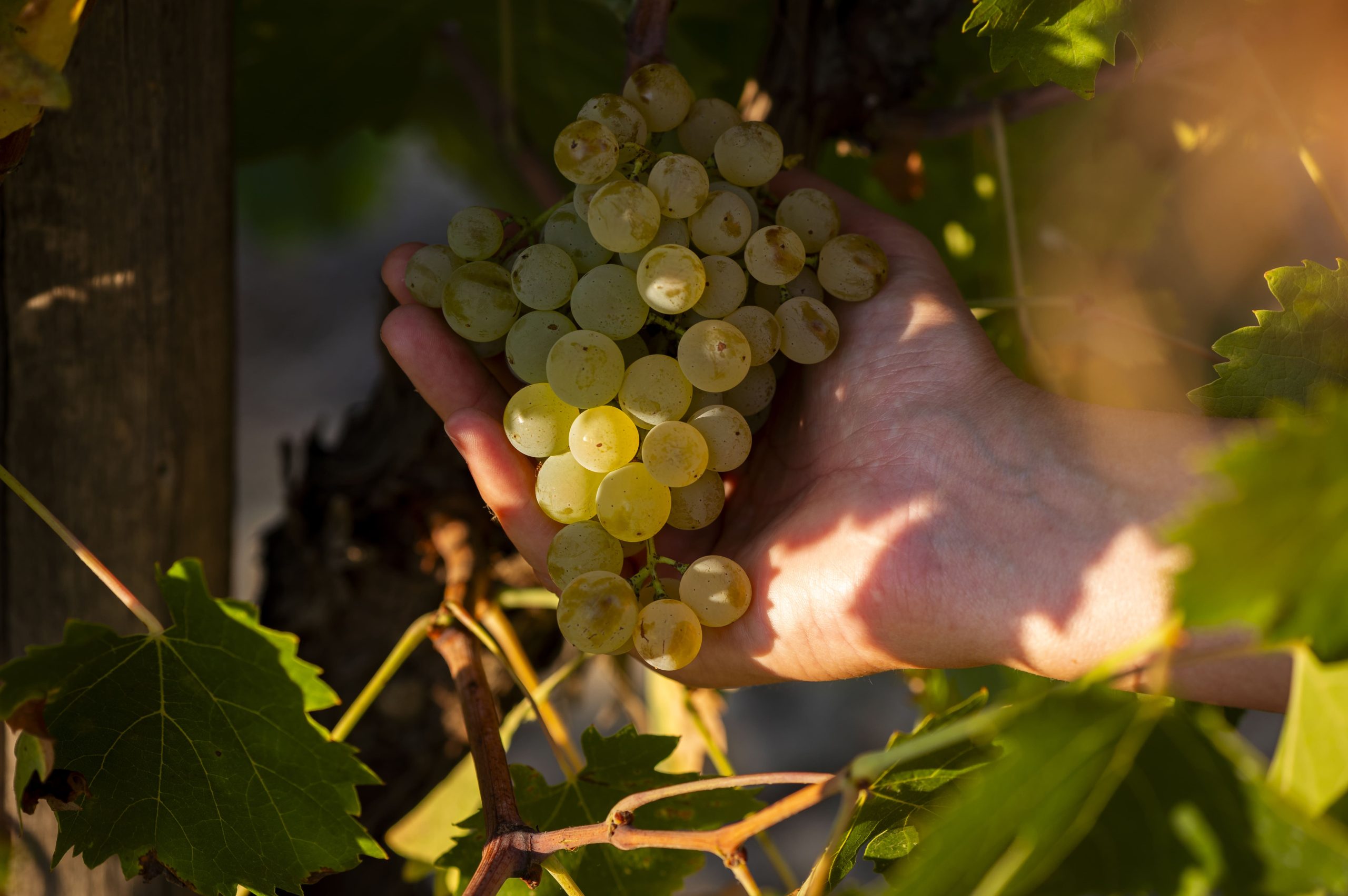 Uva Vermentino appena raccolta