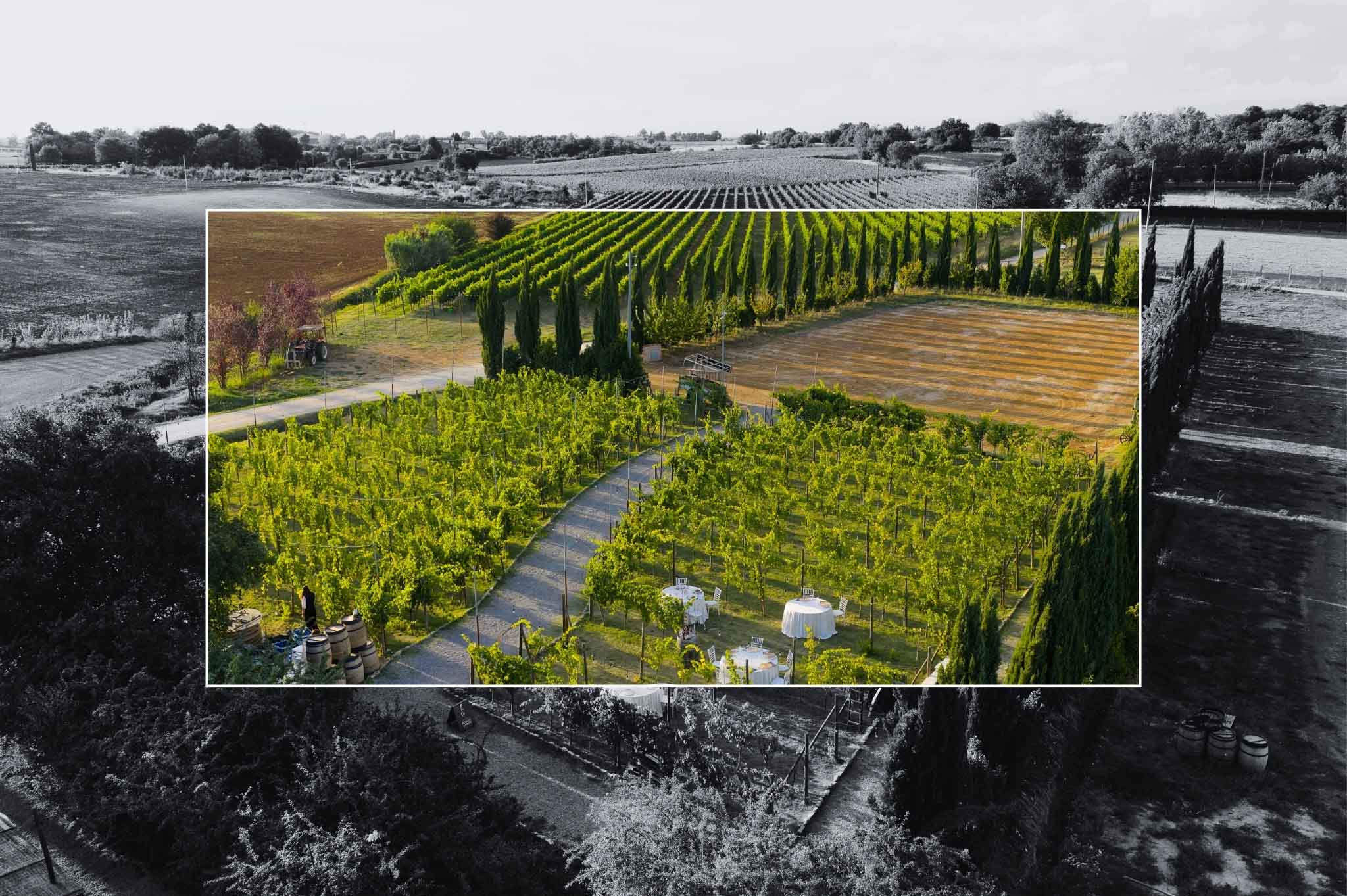 DINNER AMONG THE VINES: INTIMATE LUXURY AT SUNSET